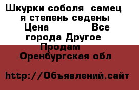 Шкурки соболя (самец) 1-я степень седены › Цена ­ 12 000 - Все города Другое » Продам   . Оренбургская обл.